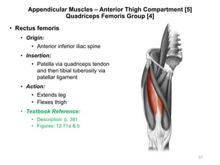 Appendicular Muscles – Anterior Thigh Compartment [5]
Quadriceps Femoris Group [4]
• Rectus femoris
• Origin:
• Anterior inferior iliac spine
• Insertion:
• Patella via quadriceps tendon
and then tibial tuberosity via
patellar ligament
• Action:
• Extends leg
• Flexes thigh
• Textbook Reference:
• Description: p. 381
• Figures: 12.71a & b
37
 