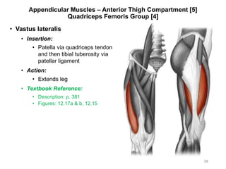 Appendicular Muscles – Anterior Thigh Compartment [5]
Quadriceps Femoris Group [4]
• Vastus lateralis
• Insertion:
• Patella via quadriceps tendon
and then tibial tuberosity via
patellar ligament
• Action:
• Extends leg
• Textbook Reference:
• Description: p. 381
• Figures: 12.17a & b, 12.15
38
 