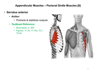 Appendicular Muscles – Pectoral Girdle Muscles [6]
• Serratus anterior
• Action:
• Protracts & stabilizes scapula
• Textbook Reference:
• Description: p. 354
• Figures: 11.1b, 11.14a, 12.1,
12.4a
4
 