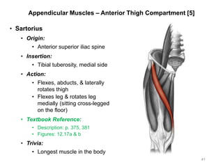Appendicular Muscles – Anterior Thigh Compartment [5]
• Sartorius
• Origin:
• Anterior superior iliac spine
• Insertion:
• Tibial tuberosity, medial side
• Action:
• Flexes, abducts, & laterally
rotates thigh
• Flexes leg & rotates leg
medially (sitting cross-legged
on the floor)
• Textbook Reference:
• Description: p. 375, 381
• Figures: 12.17a & b
• Trivia:
• Longest muscle in the body
41
 