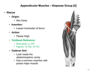 Appendicular Muscles – Iliopsoas Group [2]
• Iliacus
• Origin:
• Iliac fossa
• Insertion:
• Lesser trochanter of femur
• Action:
• Flexes thigh
• Textbook Reference:
• Description: p. 375
• Figures: 12.15a, 12.17a
• Cadaver hint:
• Look inside the
abdominopelvic cavity
• Has a common insertion with
psoas major muscle
42
 