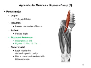 Appendicular Muscles – Iliopsoas Group [2]
• Psoas major
• Origin:
• T1-L5 vertebrae
• Insertion:
• Lesser trochanter of femur
• Action:
• Flexes thigh
• Textbook Reference:
• Description: p. 375
• Figures: 12.15a, 12.17a
• Cadaver hint:
• Look inside the
abdominopelvic cavity
• Has a common insertion with
iliacus muscle
43
 