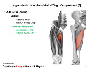 Appendicular Muscles – Medial Thigh Compartment [5]
• Adductor longus
• Action:
• Adducts thigh
• Weakly flexes thigh
• Textbook Reference:
• Description: p. 376
• Figures: 12.15, 12.17
45
Mnemonic:
Great Major League Baseball Players
 