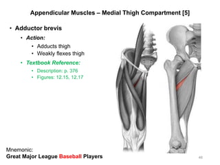 Appendicular Muscles – Medial Thigh Compartment [5]
• Adductor brevis
• Action:
• Adducts thigh
• Weakly flexes thigh
• Textbook Reference:
• Description: p. 376
• Figures: 12.15, 12.17
46
Mnemonic:
Great Major League Baseball Players
 