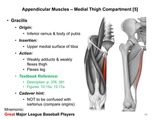 Appendicular Muscles – Medial Thigh Compartment [5]
• Gracilis
• Origin:
• Inferior ramus & body of pubis
• Insertion:
• Upper medial surface of tibia
• Action:
• Weakly adducts & weakly
flexes thigh
• Flexes leg
• Textbook Reference:
• Description: p. 376, 381
• Figures: 12.15a, 12.17a
• Cadaver hint:
• NOT to be confused with
sartorius (compare origins)
48
Mnemonic:
Great Major League Baseball Players
 