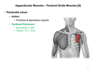 Appendicular Muscles – Pectoral Girdle Muscles [6]
• Pectoralis minor
• Action:
• Protracts & depresses scapula
• Textbook Reference:
• Description: p. 354
• Figures: 12.1, 12.4a
5
 