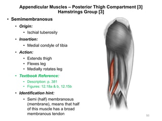 Appendicular Muscles – Posterior Thigh Compartment [3]
Hamstrings Group [3]
• Semimembranosus
• Origin:
• Ischial tuberosity
• Insertion:
• Medial condyle of tibia
• Action:
• Extends thigh
• Flexes leg
• Medially rotates leg
• Textbook Reference:
• Description: p. 381
• Figures: 12.18a & b, 12.15b
• Identification hint:
• Semi (half) membranosus
(membrane), means that half
of this muscle has a broad
membranous tendon 50
 