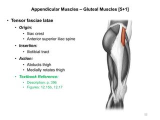 Appendicular Muscles – Gluteal Muscles [5+1]
• Tensor fasciae latae
• Origin:
• Iliac crest
• Anterior superior iliac spine
• Insertion:
• Iliotibial tract
• Action:
• Abducts thigh
• Medially rotates thigh
• Textbook Reference:
• Description: p. 396
• Figures: 12.15b, 12.17
52
 