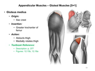 Appendicular Muscles – Gluteal Muscles [5+1]
• Gluteus medius
• Origin:
• Iliac crest
• Insertion:
• Greater trochanter of
femur
• Action:
• Abducts thigh
• Medially rotates thigh
• Textbook Reference:
• Description: p. 377
• Figures: 12.15b, 12.18a
54
 