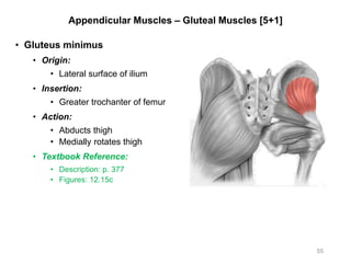 Appendicular Muscles – Gluteal Muscles [5+1]
• Gluteus minimus
• Origin:
• Lateral surface of ilium
• Insertion:
• Greater trochanter of femur
• Action:
• Abducts thigh
• Medially rotates thigh
• Textbook Reference:
• Description: p. 377
• Figures: 12.15c
55
 