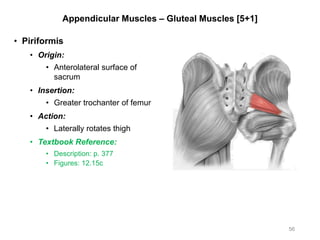 Appendicular Muscles – Gluteal Muscles [5+1]
• Piriformis
• Origin:
• Anterolateral surface of
sacrum
• Insertion:
• Greater trochanter of femur
• Action:
• Laterally rotates thigh
• Textbook Reference:
• Description: p. 377
• Figures: 12.15c
56
 
