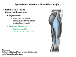 Appendicular Muscles – Gluteal Muscles [5+1]
• Iliotibial tract / band
(associated structure)
• Significance:
• Thick band of fascia
continuous with the tensor
fasciae latae muscle
• Textbook Reference:
• Description: p. 376
• Figures: 12.15, 12.17, 12.18
57
Mnemonic:
Follow the Iliotibial Tract to reach Starbucks &
get a Tensor Fasciae Latae
 
