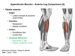 Appendicular Muscles – Anterior Leg Compartment [3]
• Tibialis anterior
• Origin:
• Lateral condyle & proximal
shaft of tibia
• Insertion:
• Metatarsal I
• Medial cuneiform
• Action:
• Dorsiflexes foot
• Inverts foot
• Textbook Reference:
• Description: p. 383
• Figures: 12.20a & b, 12.21
58
Mnemonic (anterior, medial to lateral):
Tom – Harry – Dick
 