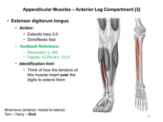Appendicular Muscles – Anterior Leg Compartment [3]
• Extensor digitorum longus
• Action:
• Extends toes 2-5
• Dorsiflexes foot
• Textbook Reference:
• Description: p. 383
• Figures: 12.20a & b, 12.21
• Identification hint:
• Think of how the tendons of
this muscle insert over the
digits to extend them
59
Mnemonic (anterior, medial to lateral):
Tom – Harry – Dick
 