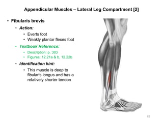 Appendicular Muscles – Lateral Leg Compartment [2]
• Fibularis brevis
• Action:
• Everts foot
• Weakly plantar flexes foot
• Textbook Reference:
• Description: p. 383
• Figures: 12.21a & b, 12.22b
• Identification hint:
• This muscle is deep to
fibularis longus and has a
relatively shorter tendon
62
 