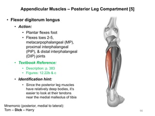 Appendicular Muscles – Posterior Leg Compartment [5]
• Flexor digitorum longus
• Action:
• Plantar flexes foot
• Flexes toes 2-5,
metacarpophalangeal (MP),
proximal interphalangeal
(PIP), & distal interphalangeal
(DIP) joints
• Textbook Reference:
• Description: p. 383
• Figures: 12.22b & c
• Identification hint:
• Since the posterior leg muscles
have relatively deep bodies, it’s
easier to look at their tendons
near the medial malleolus of tibia
66
Mnemonic (posterior, medial to lateral):
Tom – Dick – Harry
 