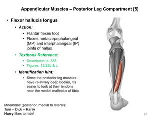 Appendicular Muscles – Posterior Leg Compartment [5]
• Flexor hallucis longus
• Action:
• Plantar flexes foot
• Flexes metacarpophalangeal
(MP) and interphalangeal (IP)
joints of hallux
• Textbook Reference:
• Description: p. 383
• Figures: 12.22b & c
• Identification hint:
• Since the posterior leg muscles
have relatively deep bodies, it’s
easier to look at their tendons
near the medial malleolus of tibia
67
Mnemonic (posterior, medial to lateral):
Tom – Dick – Harry
Harry likes to hide!
 