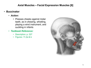 Axial Muscles – Facial Expression Muscles [8]
• Buccinator
• Action:
• Presses cheeks against molar
teeth, as in chewing, whistling,
playing a wind instrument, and
suckling in infants
• Textbook Reference:
• Description: p. 327
• Figures: 11.2a & b
75
 