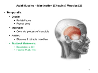 Axial Muscles – Mastication (Chewing) Muscles [2]
• Temporalis
• Origin:
• Parietal bone
• Frontal bone
• Insertion:
• Coronoid process of mandible
• Action:
• Elevates & retracts mandible
• Textbook Reference:
• Description: p. 331
• Figures: 11.2b, 11.5
76
 