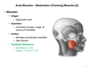 Axial Muscles – Mastication (Chewing) Muscles [2]
• Masseter
• Origin:
• Zygomatic arch
• Insertion:
• Coronoid process, angle, &
ramus of mandible
• Action:
• Elevates & protracts mandible
• Jaw closure
• Textbook Reference:
• Description: p. 331
• Figures: 11.2a & b, 11.5
77
 