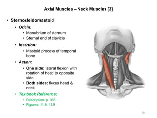 Axial Muscles – Neck Muscles [3]
• Sternocleidomastoid
• Origin:
• Manubrium of sternum
• Sternal end of clavicle
• Insertion:
• Mastoid process of temporal
bone
• Action:
• One side: lateral flexion with
rotation of head to opposite
side
• Both sides: flexes head &
neck
• Textbook Reference:
• Description: p. 336
• Figures: 11.8, 11.9
78
 