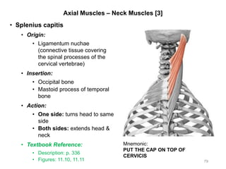Axial Muscles – Neck Muscles [3]
• Splenius capitis
• Origin:
• Ligamentum nuchae
(connective tissue covering
the spinal processes of the
cervical vertebrae)
• Insertion:
• Occipital bone
• Mastoid process of temporal
bone
• Action:
• One side: turns head to same
side
• Both sides: extends head &
neck
• Textbook Reference:
• Description: p. 336
• Figures: 11.10, 11.11 79
Mnemonic:
PUT THE CAP ON TOP OF
CERVICIS
 