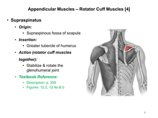 Appendicular Muscles – Rotator Cuff Muscles [4]
• Supraspinatus
• Origin:
• Supraspinous fossa of scapula
• Insertion:
• Greater tubercle of humerus
• Action (rotator cuff muscles
together):
• Stabilize & rotate the
glenohumeral joint
• Textbook Reference:
• Description: p. 359
• Figures: 12.2, 12.4a & b
8
 
