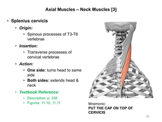 Axial Muscles – Neck Muscles [3]
• Splenius cervicis
• Origin:
• Spinous processes of T3-T6
vertebrae
• Insertion:
• Transverse processes of
cervical vertebrae
• Action:
• One side: turns head to same
side
• Both sides: extends head &
neck
• Textbook Reference:
• Description: p. 336
• Figures: 11.10, 11.11
80
Mnemonic:
PUT THE CAP ON TOP OF
CERVICIS
 