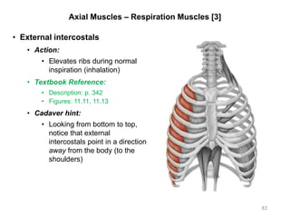 Axial Muscles – Respiration Muscles [3]
• External intercostals
• Action:
• Elevates ribs during normal
inspiration (inhalation)
• Textbook Reference:
• Description: p. 342
• Figures: 11.11, 11.13
• Cadaver hint:
• Looking from bottom to top,
notice that external
intercostals point in a direction
away from the body (to the
shoulders)
83
 