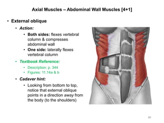 Axial Muscles – Abdominal Wall Muscles [4+1]
• External oblique
• Action:
• Both sides: flexes vertebral
column & compresses
abdominal wall
• One side: laterally flexes
vertebral column
• Textbook Reference:
• Description: p. 344
• Figures: 11.14a & b
• Cadaver hint:
• Looking from bottom to top,
notice that external oblique
points in a direction away from
the body (to the shoulders)
86
 