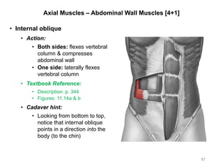 Axial Muscles – Abdominal Wall Muscles [4+1]
• Internal oblique
• Action:
• Both sides: flexes vertebral
column & compresses
abdominal wall
• One side: laterally flexes
vertebral column
• Textbook Reference:
• Description: p. 344
• Figures: 11.14a & b
• Cadaver hint:
• Looking from bottom to top,
notice that internal oblique
points in a direction into the
body (to the chin)
87
 