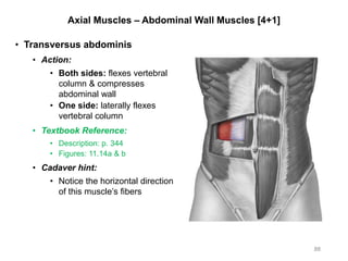 Axial Muscles – Abdominal Wall Muscles [4+1]
• Transversus abdominis
• Action:
• Both sides: flexes vertebral
column & compresses
abdominal wall
• One side: laterally flexes
vertebral column
• Textbook Reference:
• Description: p. 344
• Figures: 11.14a & b
• Cadaver hint:
• Notice the horizontal direction
of this muscle’s fibers
88
 