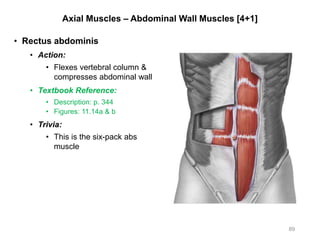 Axial Muscles – Abdominal Wall Muscles [4+1]
• Rectus abdominis
• Action:
• Flexes vertebral column &
compresses abdominal wall
• Textbook Reference:
• Description: p. 344
• Figures: 11.14a & b
• Trivia:
• This is the six-pack abs
muscle
89
 