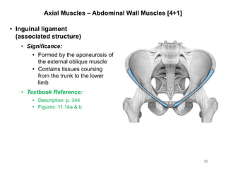 Axial Muscles – Abdominal Wall Muscles [4+1]
• Inguinal ligament
(associated structure)
• Significance:
• Formed by the aponeurosis of
the external oblique muscle
• Contains tissues coursing
from the trunk to the lower
limb
• Textbook Reference:
• Description: p. 344
• Figures: 11.14a & b
90
 