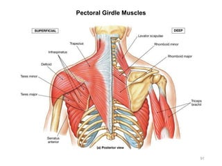 91
Pectoral Girdle Muscles
 