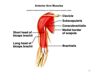 93
Anterior Arm Muscles
 