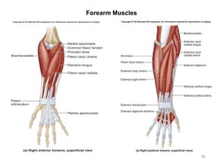 95
Forearm Muscles
 