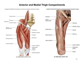 96
Anterior and Medial Thigh Compartments
 