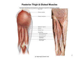 97
Posterior Thigh & Gluteal Muscles
 