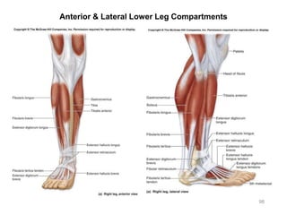 98
Anterior & Lateral Lower Leg Compartments
 