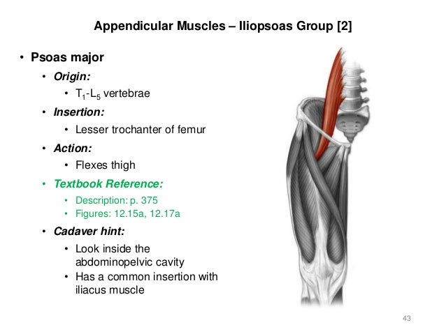 Activities 5/6 - Appendicular & Axial Muscles