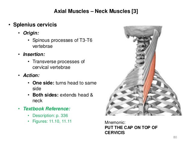 Activities 5 6 Appendicular Axial Muscles