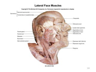 Lateral Face Muscles
103
 