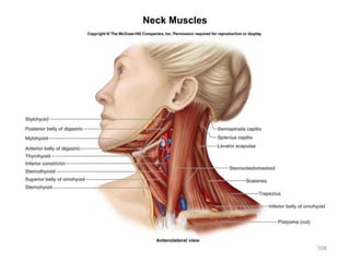 Neck Muscles
106
 