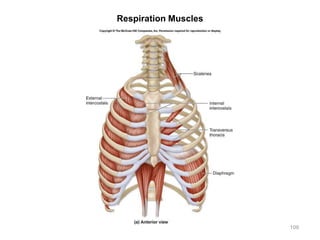 Respiration Muscles
109
 