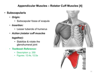 Appendicular Muscles – Rotator Cuff Muscles [4]
• Subscapularis
• Origin:
• Subscapular fossa of scapula
• Insertion:
• Lesser tubercle of humerus
• Action (rotator cuff muscles
together):
• Stabilize & rotate the
glenohumeral joint
• Textbook Reference:
• Description: p. 359
• Figures: 12.4a, 12.5a
11
 