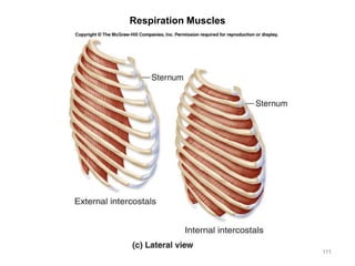 Respiration Muscles
111
 