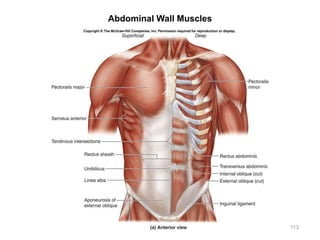 Abdominal Wall Muscles
113
 
