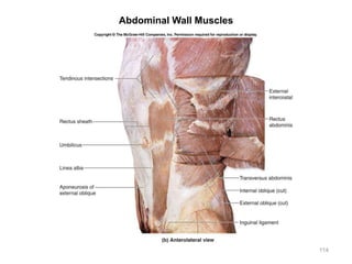 Abdominal Wall Muscles
114
 