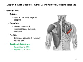 Appendicular Muscles – Other Glenohumeral Joint Muscles [4]
• Teres major
• Origin:
• Lateral border & angle of
scapula
• Insertion:
• Lesser tubercle &
intertubercular sulcus of
humerus
• Action:
• Extends, adducts, & medially
rotates arm
• Textbook Reference:
• Description: p. 359
• Figures: 12.2, 12.4b
12
 